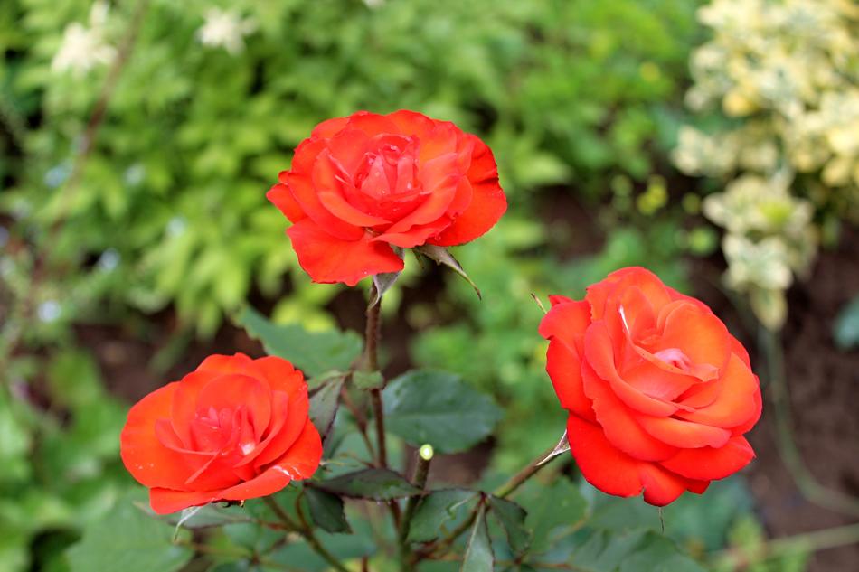 Rose Garden