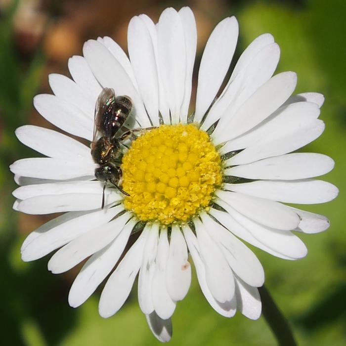 Nature Flower Daisy