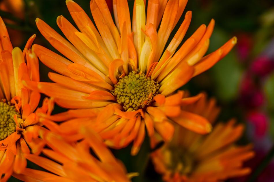 Flower Nature Plant