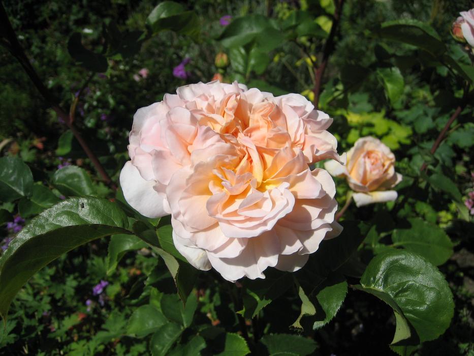 Rose Garden Blossom