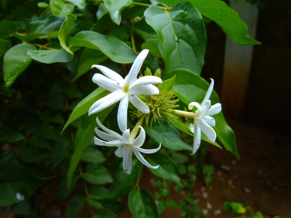 Jasmine Nithyakalyani Catharanthus roseus
