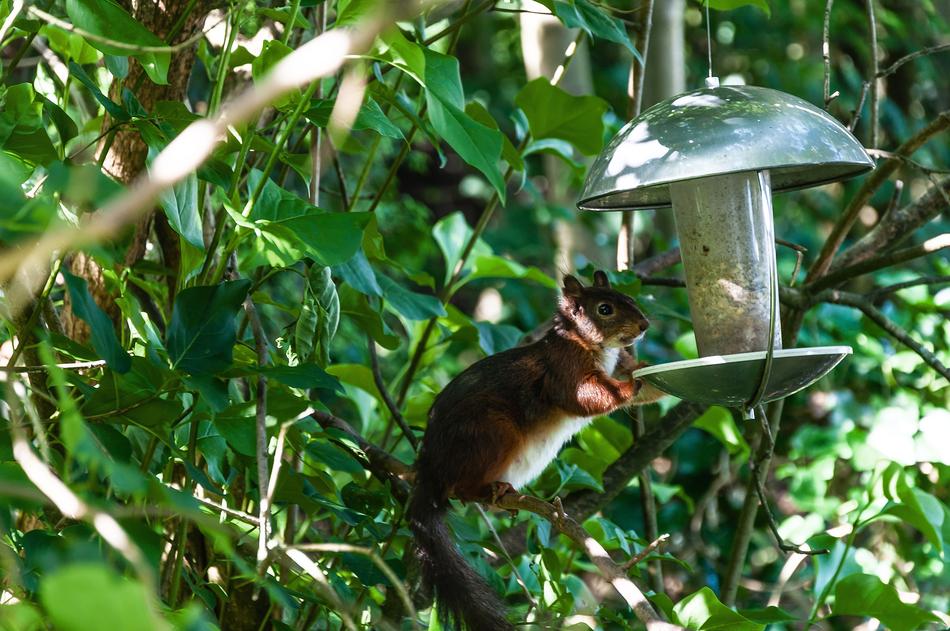 Squirrel Rodent Foraging