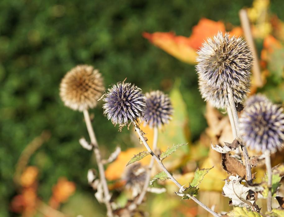 Diestel Silver Thistle Flower