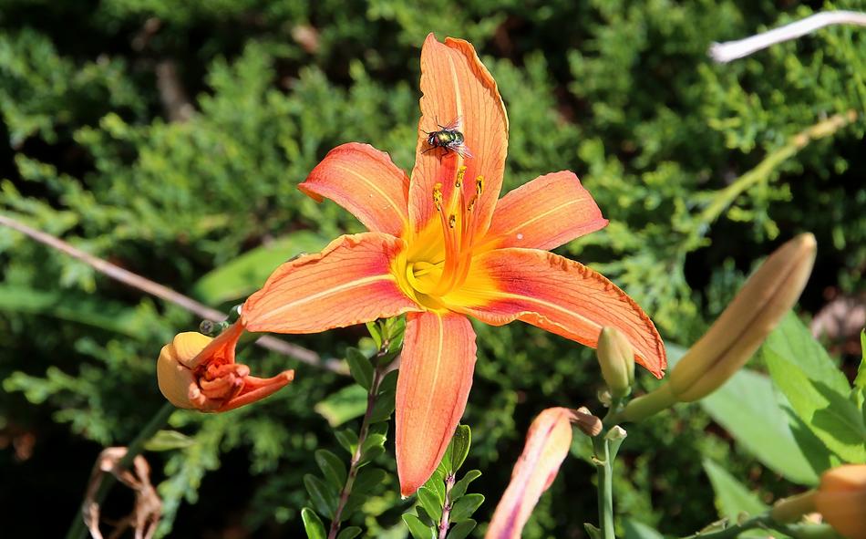 Flower Lily Blossom