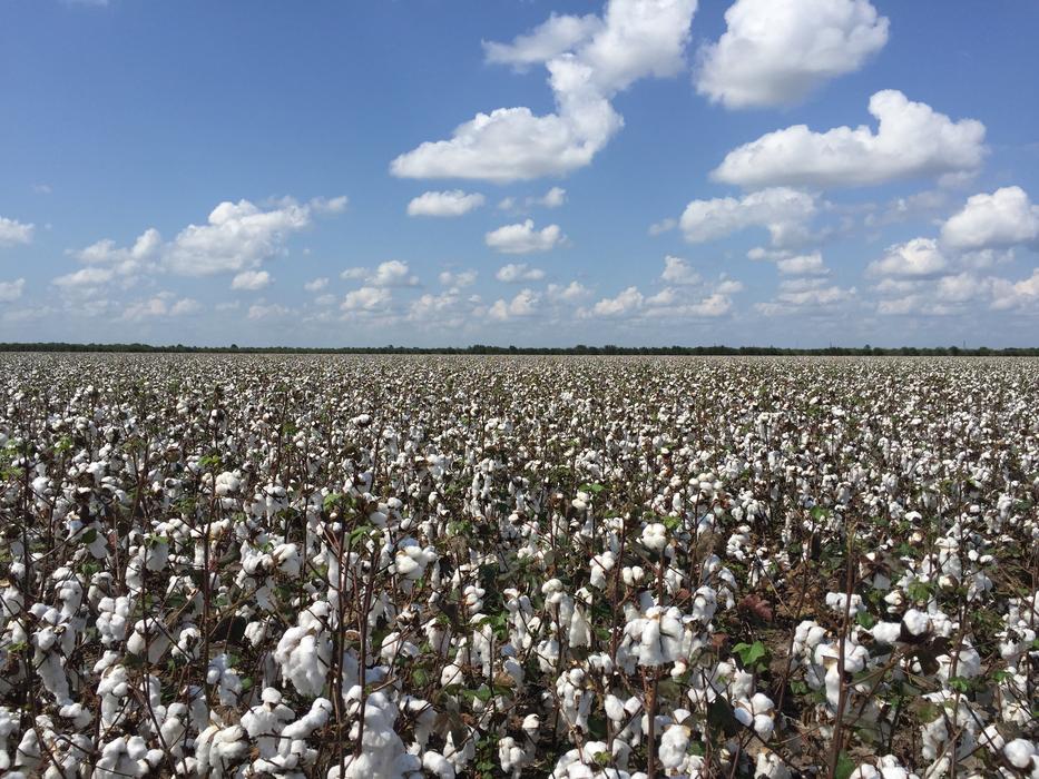 Cotton Outdoors Nature