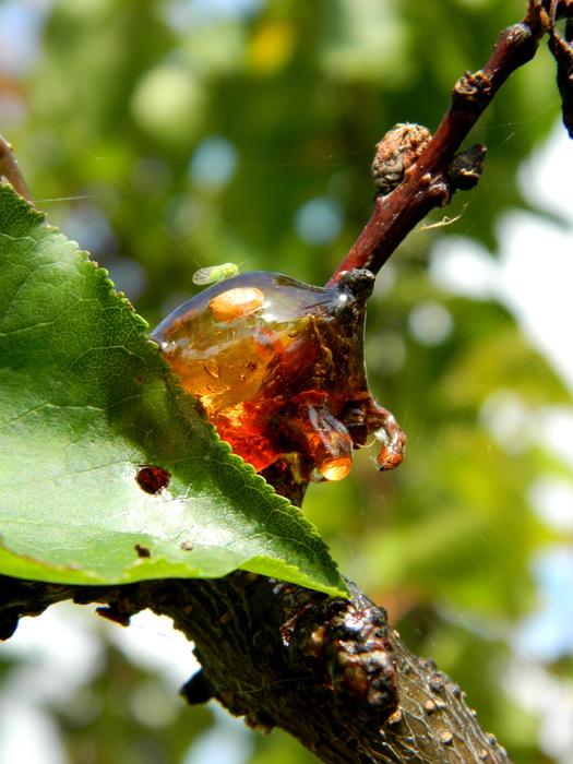 Resin Tree Bark Wood