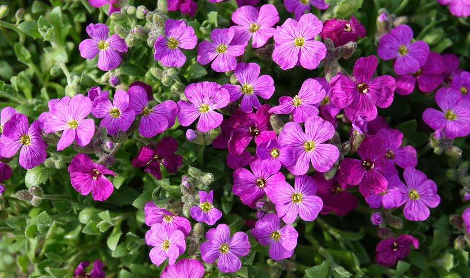 macro Flowers Garden