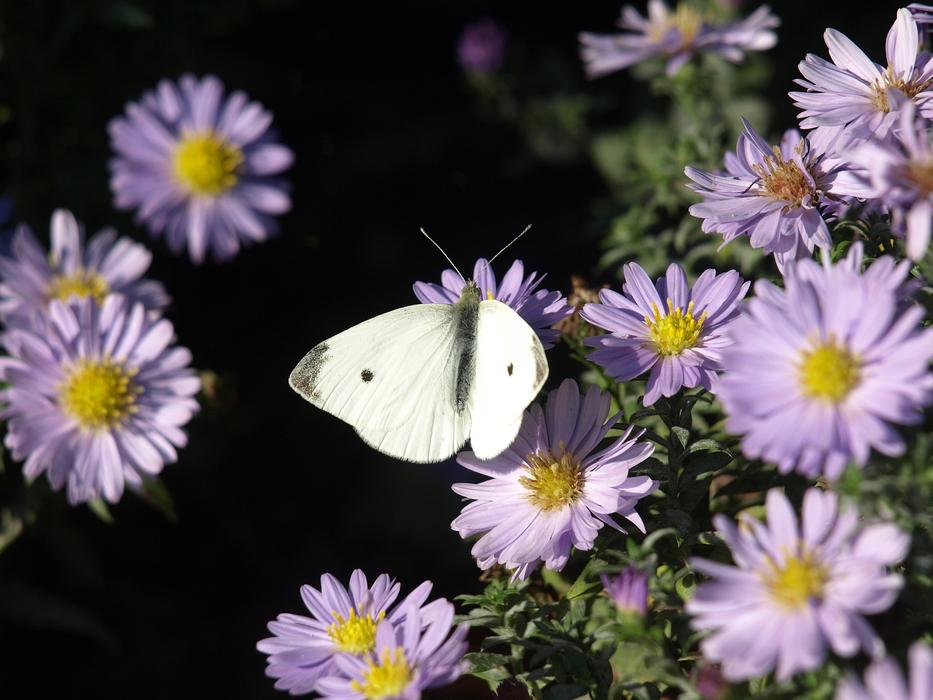 Butterfly Flower