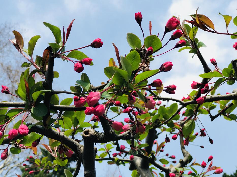 Branch Tree Nature
