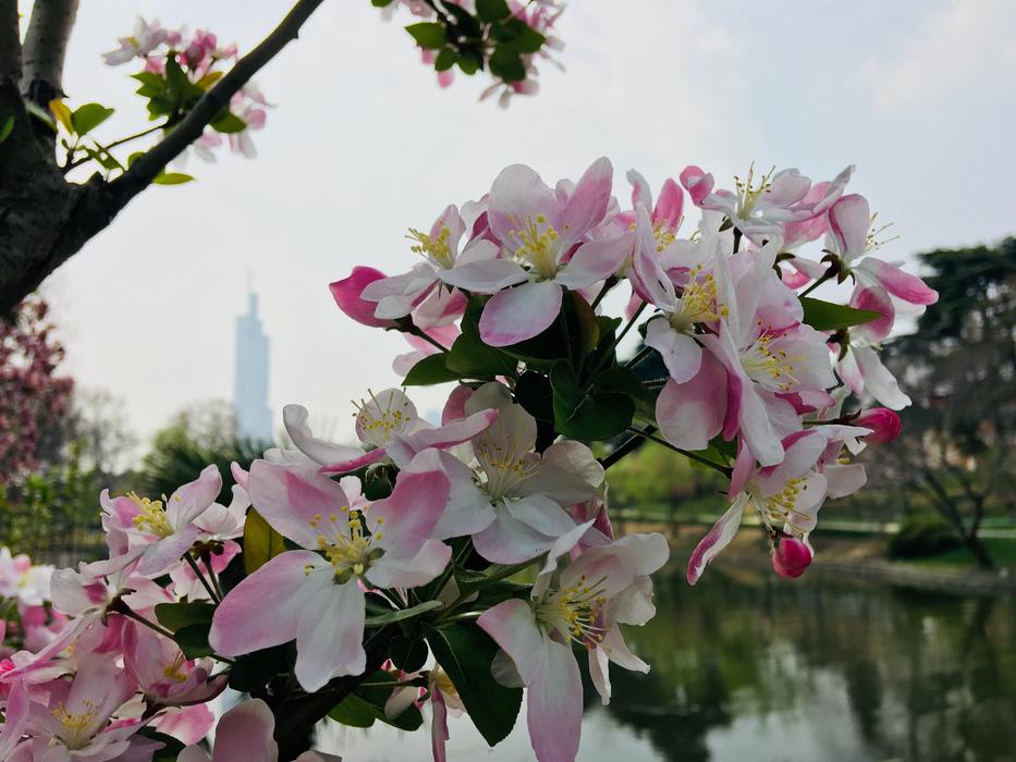 Flower Plant Garden