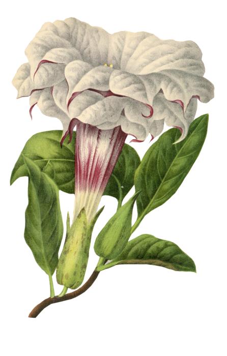 flower plant blossom bloom vintage
