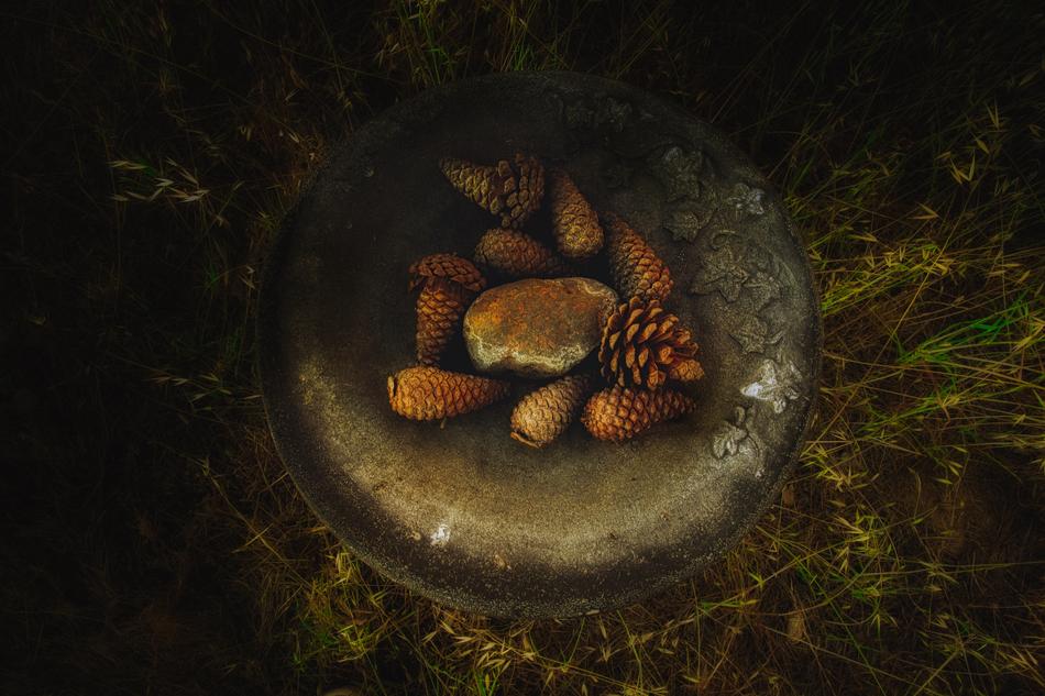 Abstract Pine Cones Nature