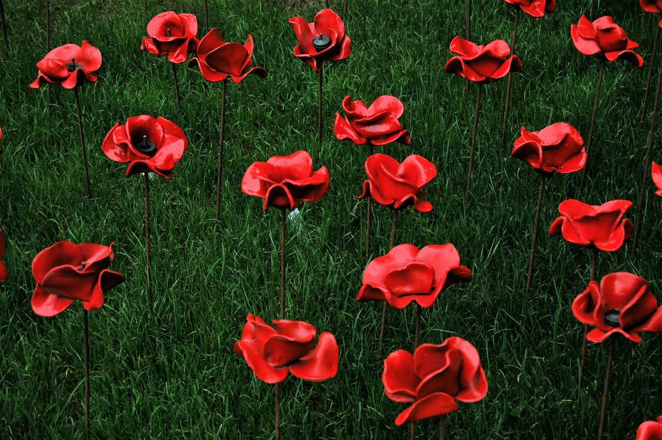 Poppy Red Grass