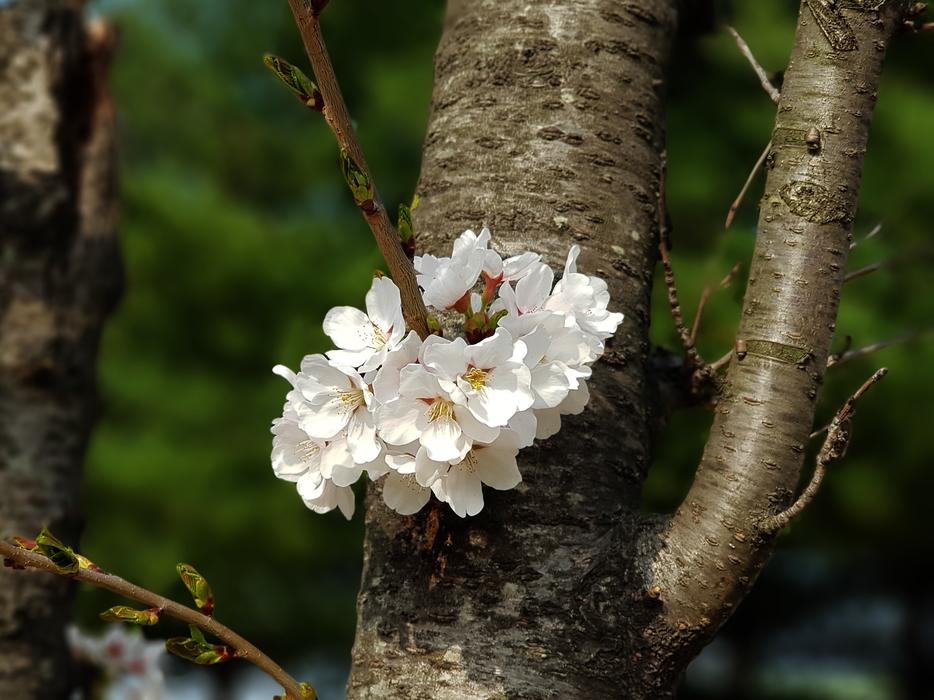 Wood Nature Plants
