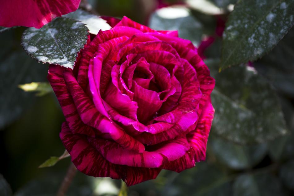 Rosa Purple Flower Ornamental