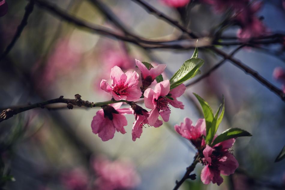 Branch Tree Flower