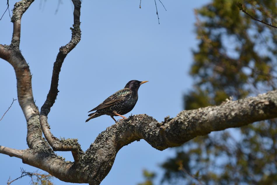 Nature Tree Birds Animal