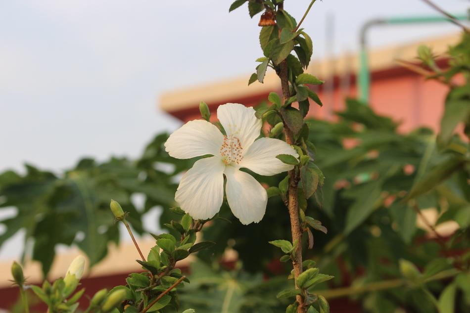 Nature Flora Flower