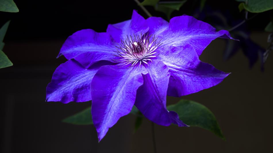 Flower Blossom Bloom