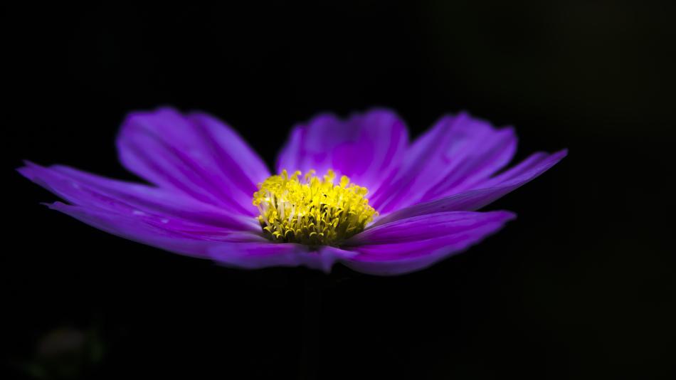 Clematis Blue Flower