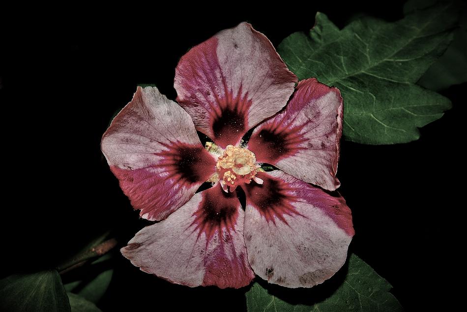 Flower Nature Wild