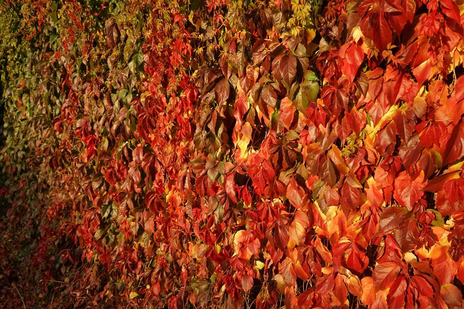 red Leaves at Autumn Background