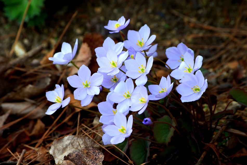 Nature Plants Flowers