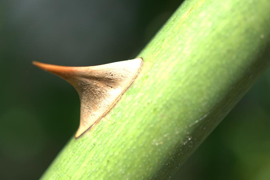 spicy on the stem