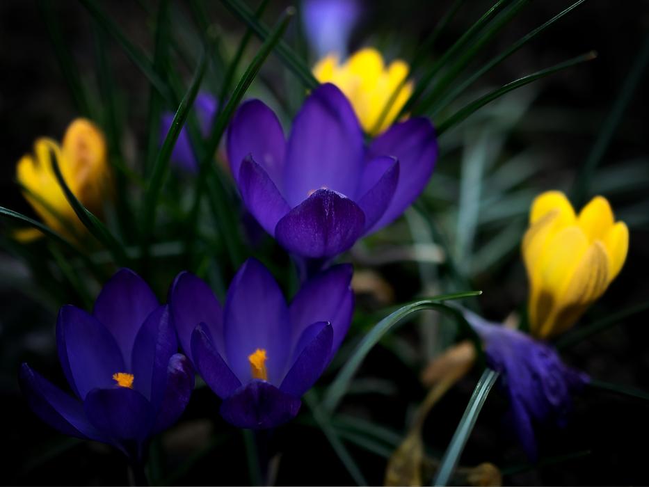 purple and yellow spring flowers in the grass