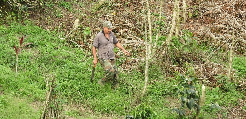 Nature Plant Outdoors