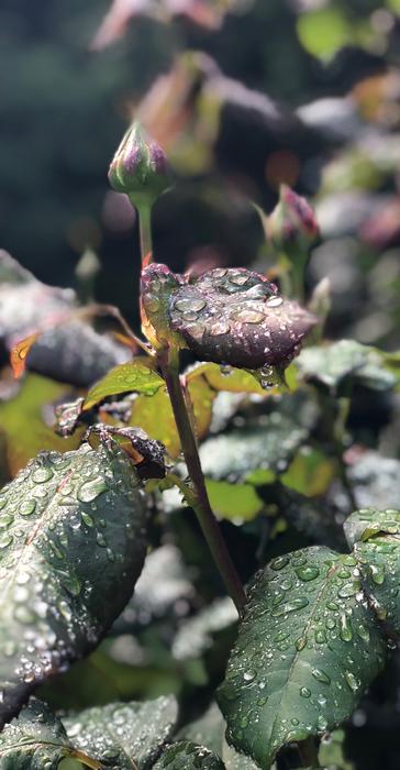 Rose Bud Raindrop