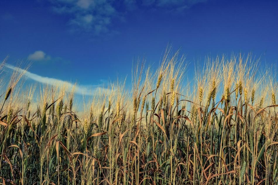 Barley Wheat Cereal