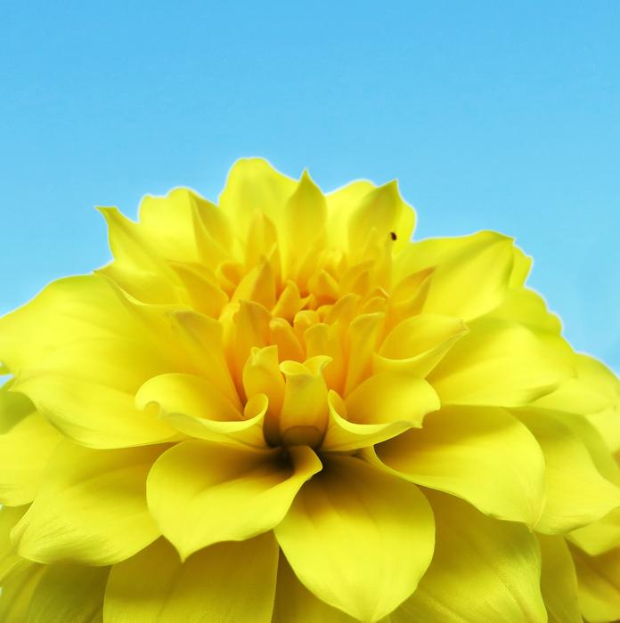 Flower Nature Petal