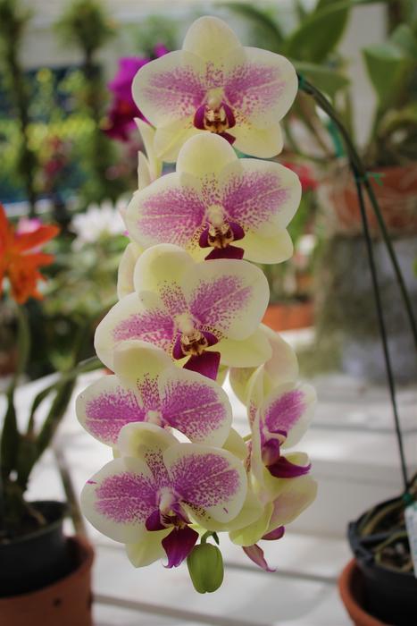 Flower Plant Tropical
