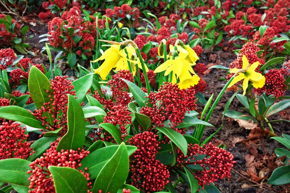 Skimia Japonica Rubella Japanese