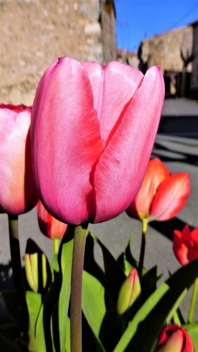 Tulip Flower Nature