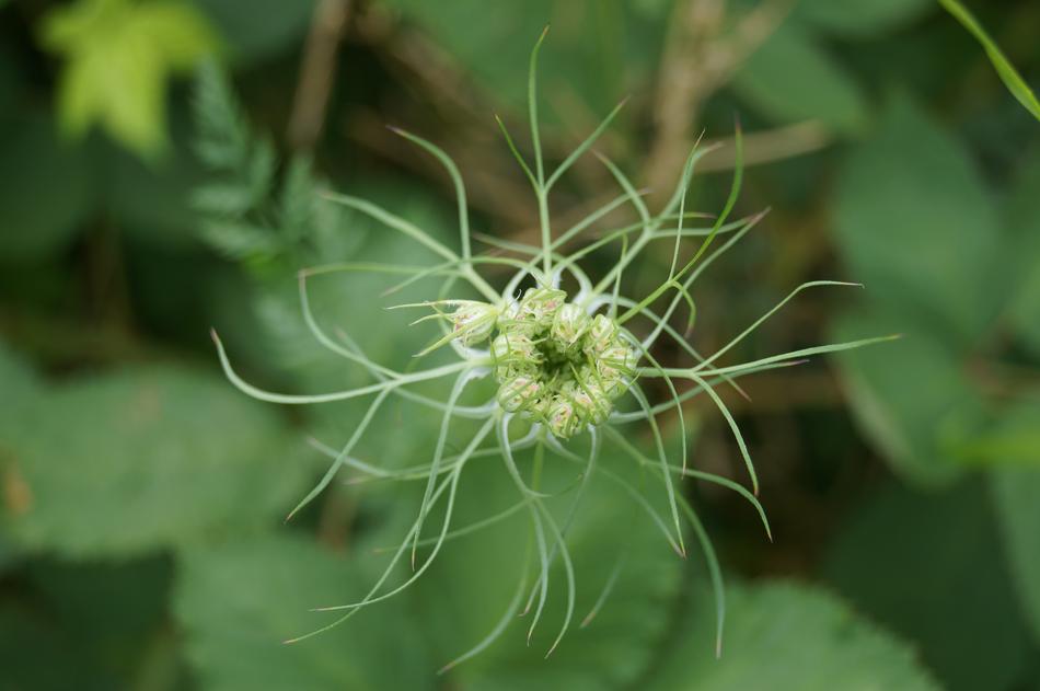 Plant Nature Outdoor