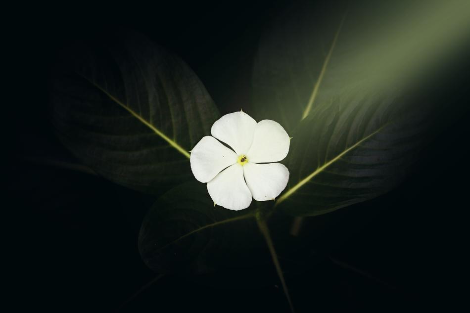 Flower Light Ray White