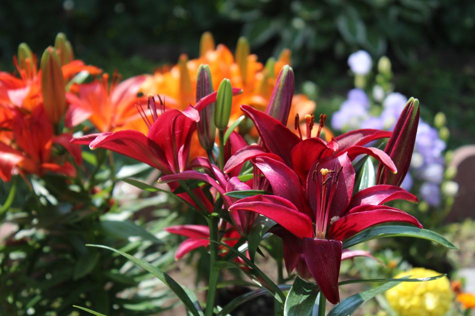 Lilies Flowers Spring