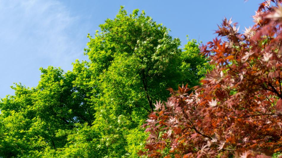 Green Nature Tree