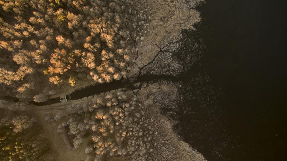 Desktop Nature Forest