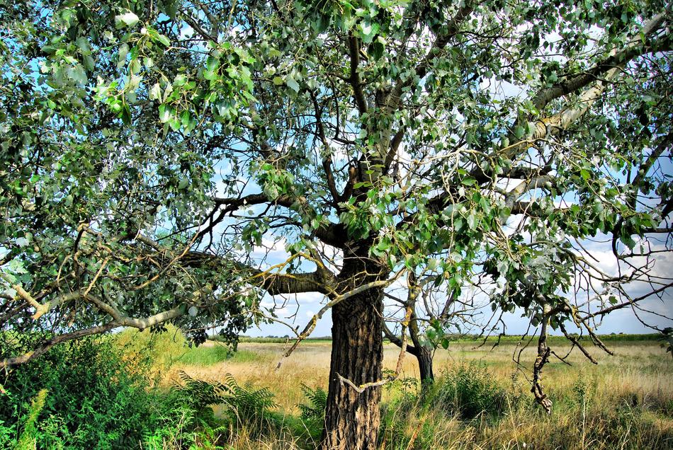 Nature Wood