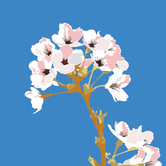 cherry tree flower twig spring