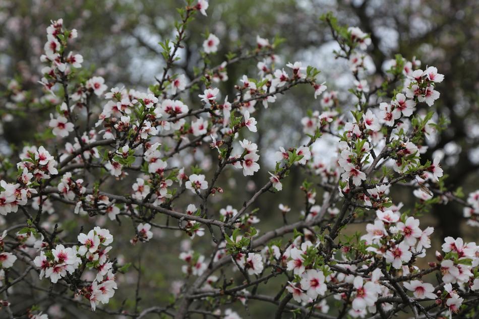 Flower Tree Almond