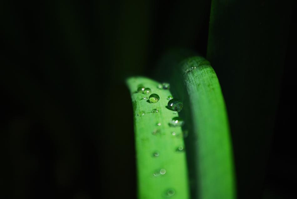 Trickle Pool Green