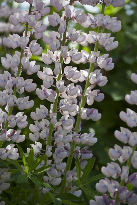 Lupins Flower macro blur