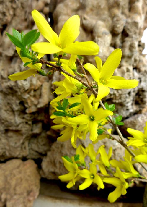 Spring Nature Flora