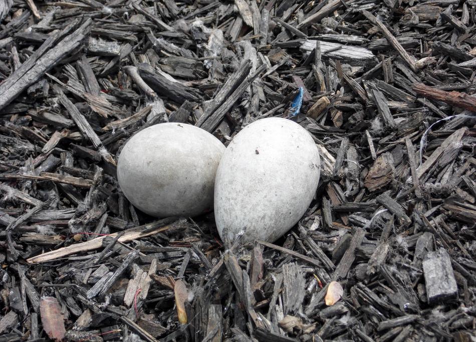 white eggs on the ground