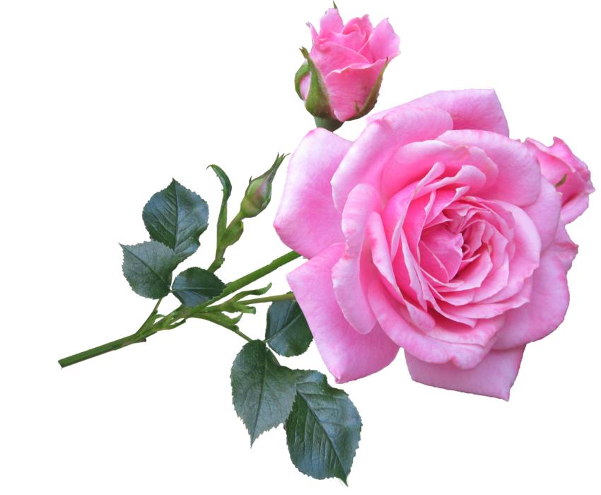 Pink Rose Stem