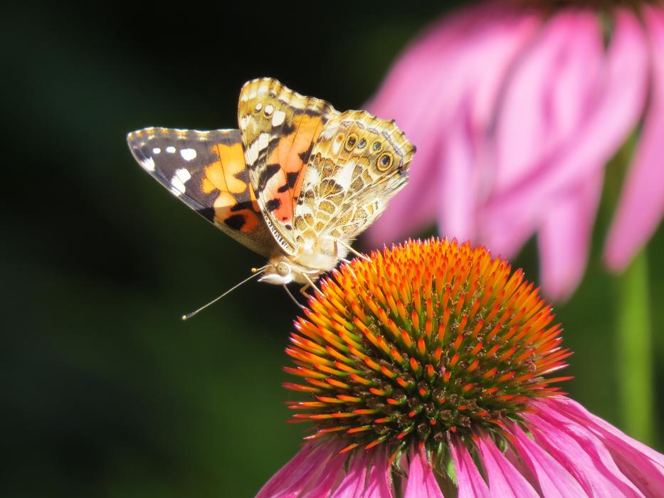 Beautiful Butterfly Flower
